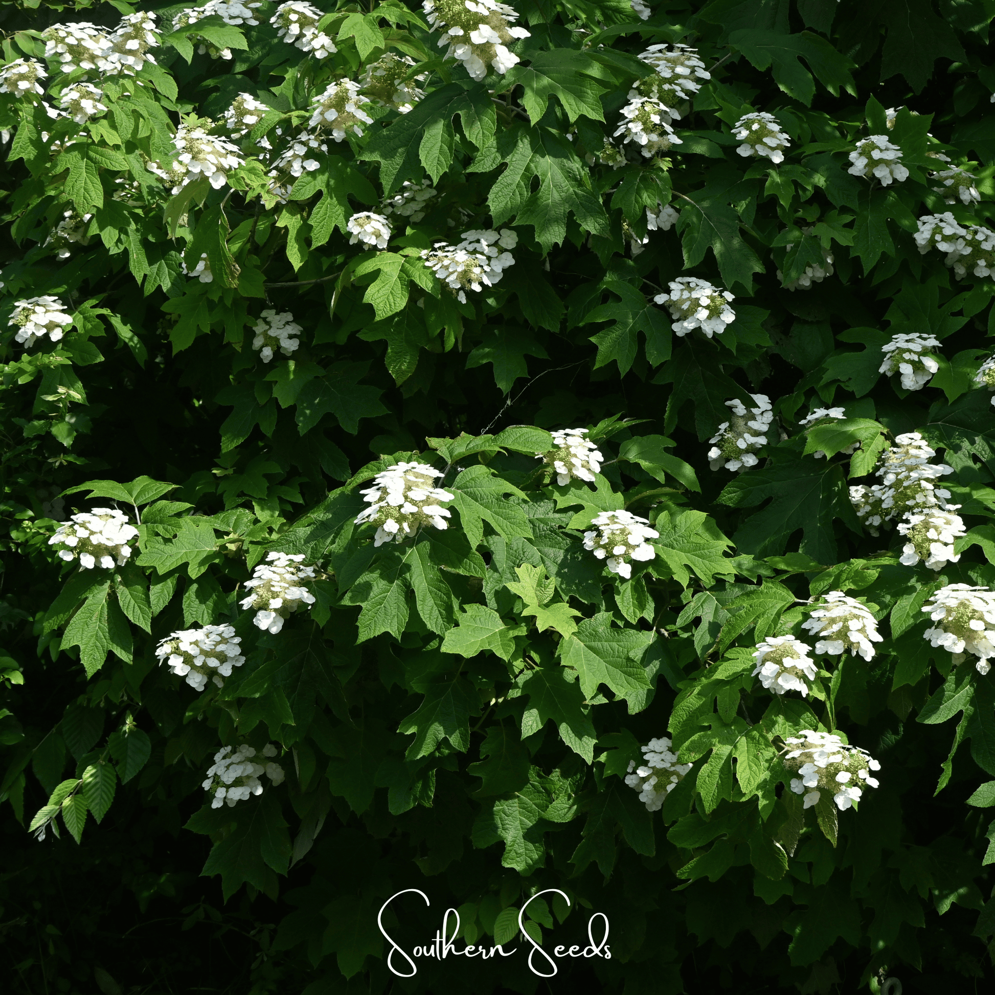 Oakleaf Hydrangea seeds from Southern Seeds, showing 100 seed packets with detailed illustrations of the oakleaf hydrangea plant.