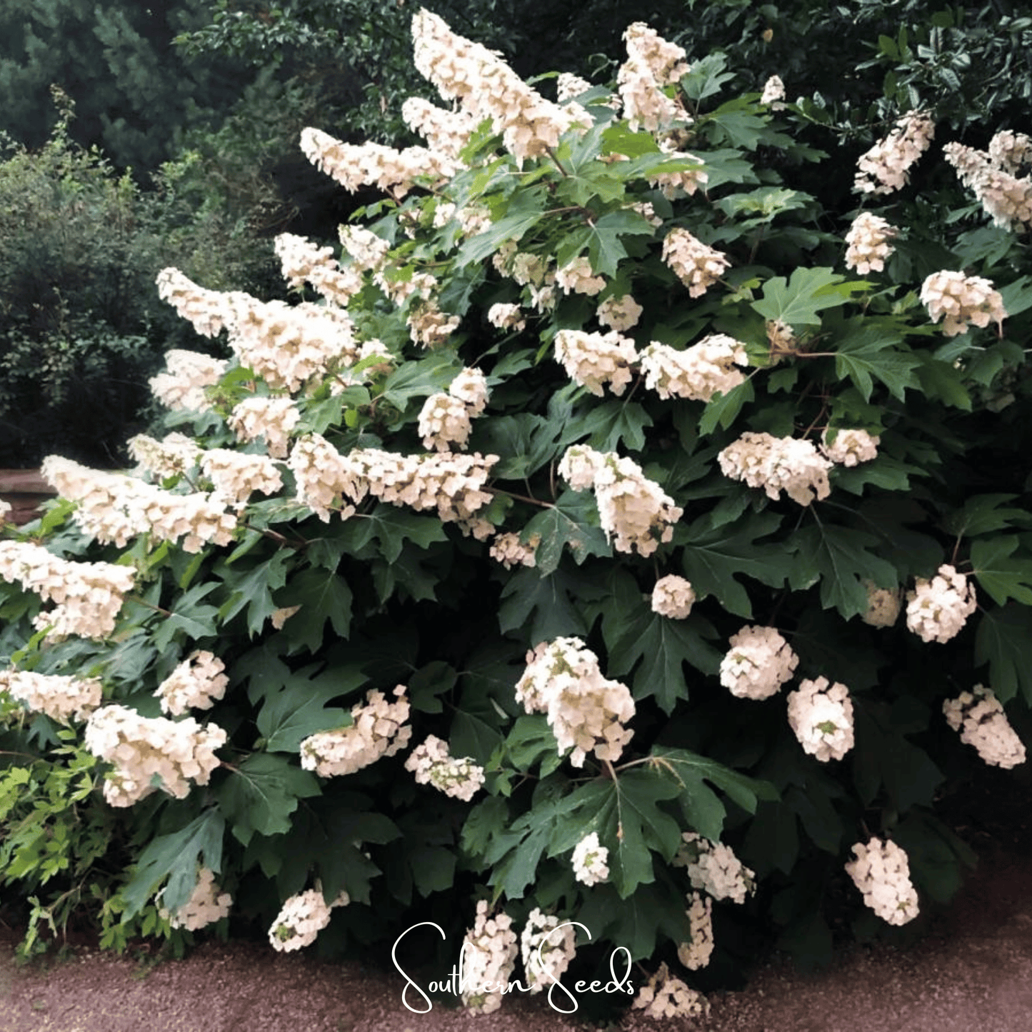 Oakleaf Hydrangea seeds from Southern Seeds, showing a cluster of oakleaf hydrangea flowers and seed packaging.