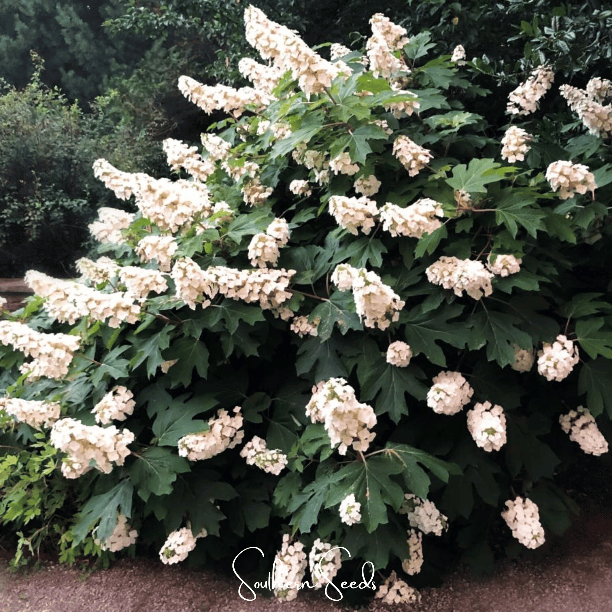 Oakleaf Hydrangea seeds from Southern Seeds, showing a cluster of oakleaf hydrangea flowers and seed packaging.