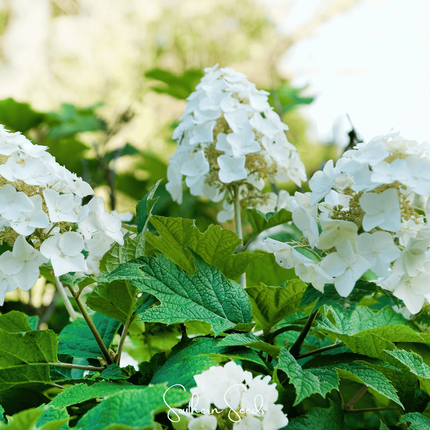 Oakleaf Hydrangea seeds from Southern Seeds, showing multiple seed packets for cultivating Quercifolia hydrangeas.