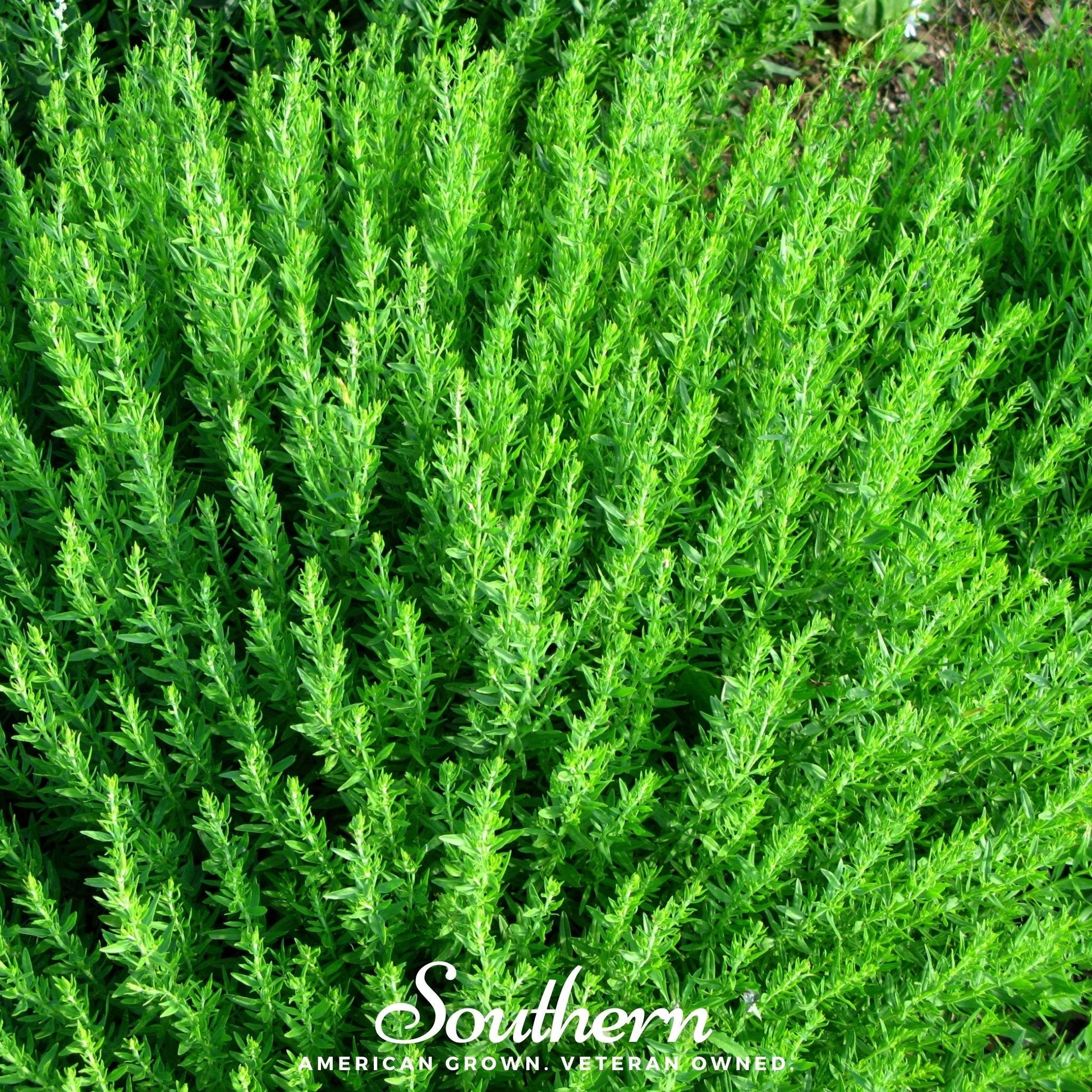 Blue Hyssop plant with green leaves and blue flowers, 200 seeds from Southern Seeds for gardening and herb planting.