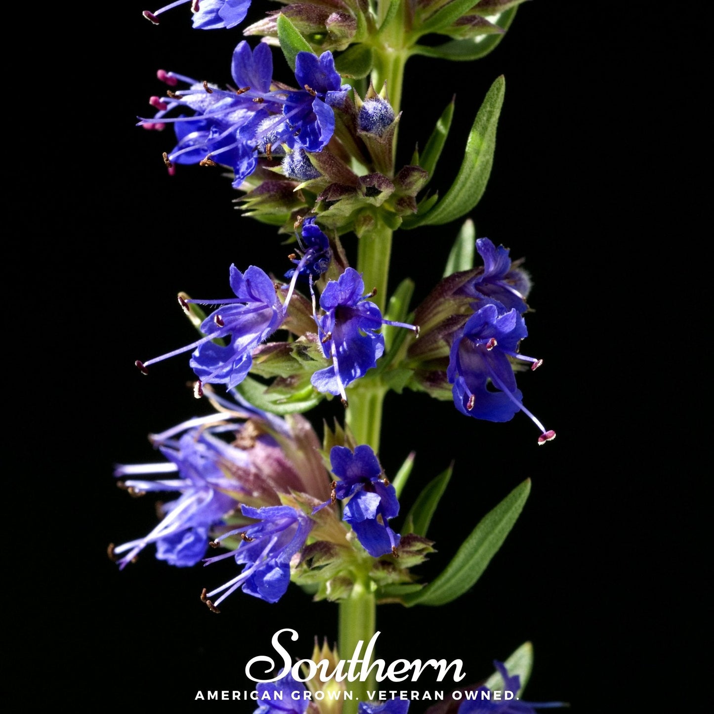 Blue Hyssop plant with green stems and blue flowers, 200 seeds from Southern Seeds for planting in gardens or landscapes.