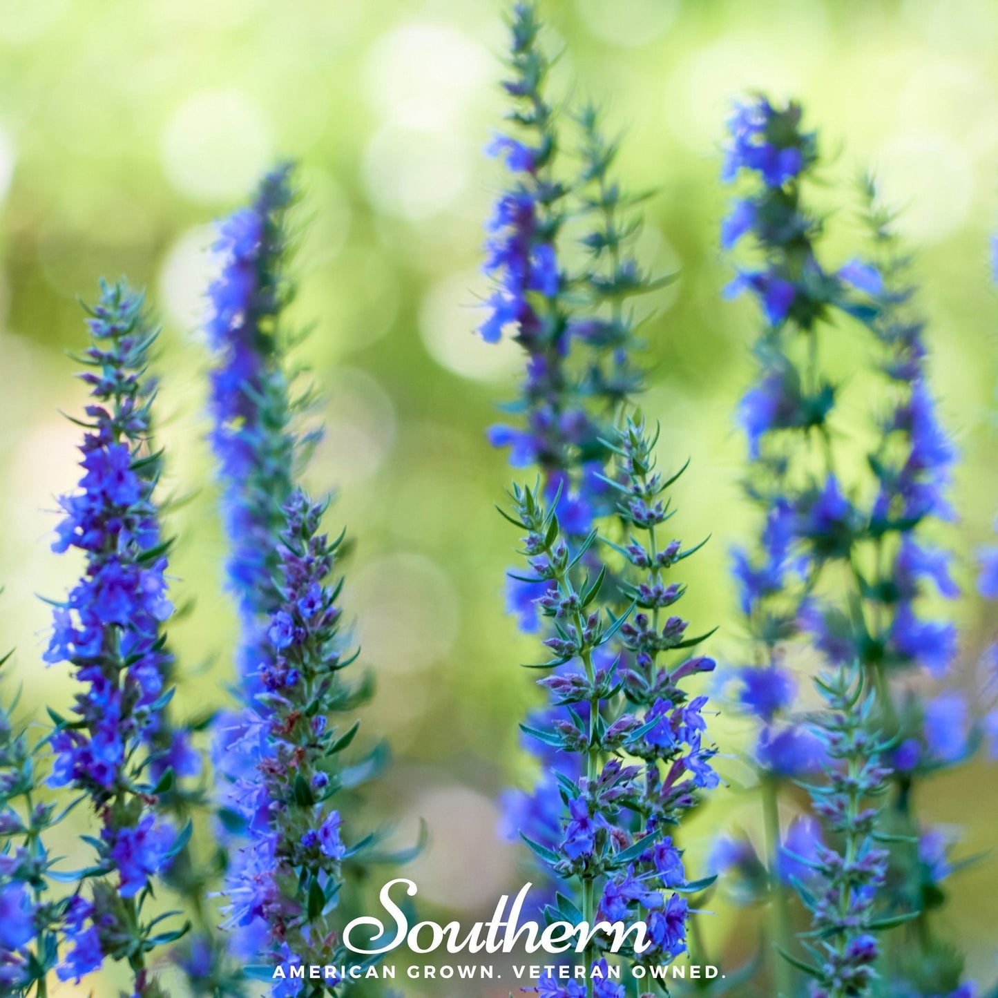 Blue Hyssop plant with green leaves, 200 seeds from Southern Seeds, suitable for herb gardens and ornamental landscaping.