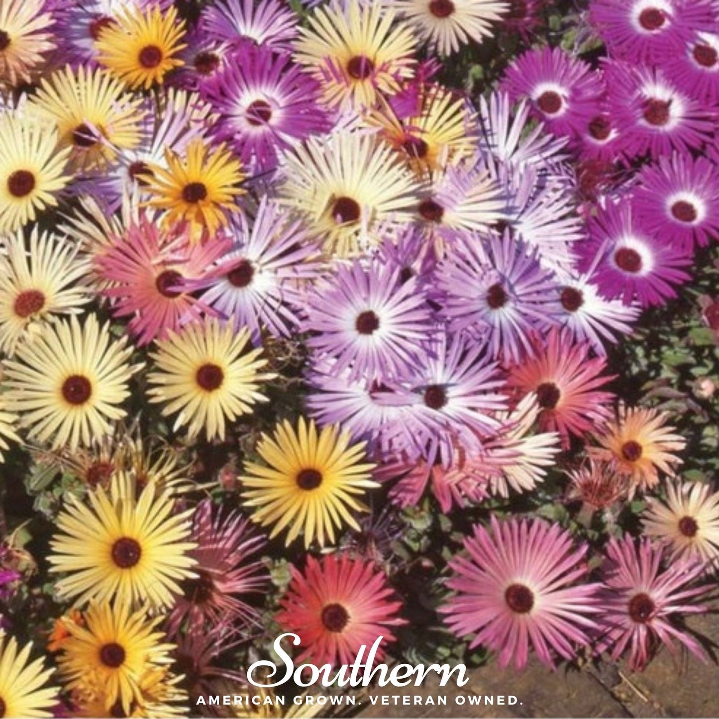 Ice Plant Mix from Southern Seeds with Mesembryanthemum Criniflorum seeds, showcasing vibrant succulent leaves and colorful flowers.