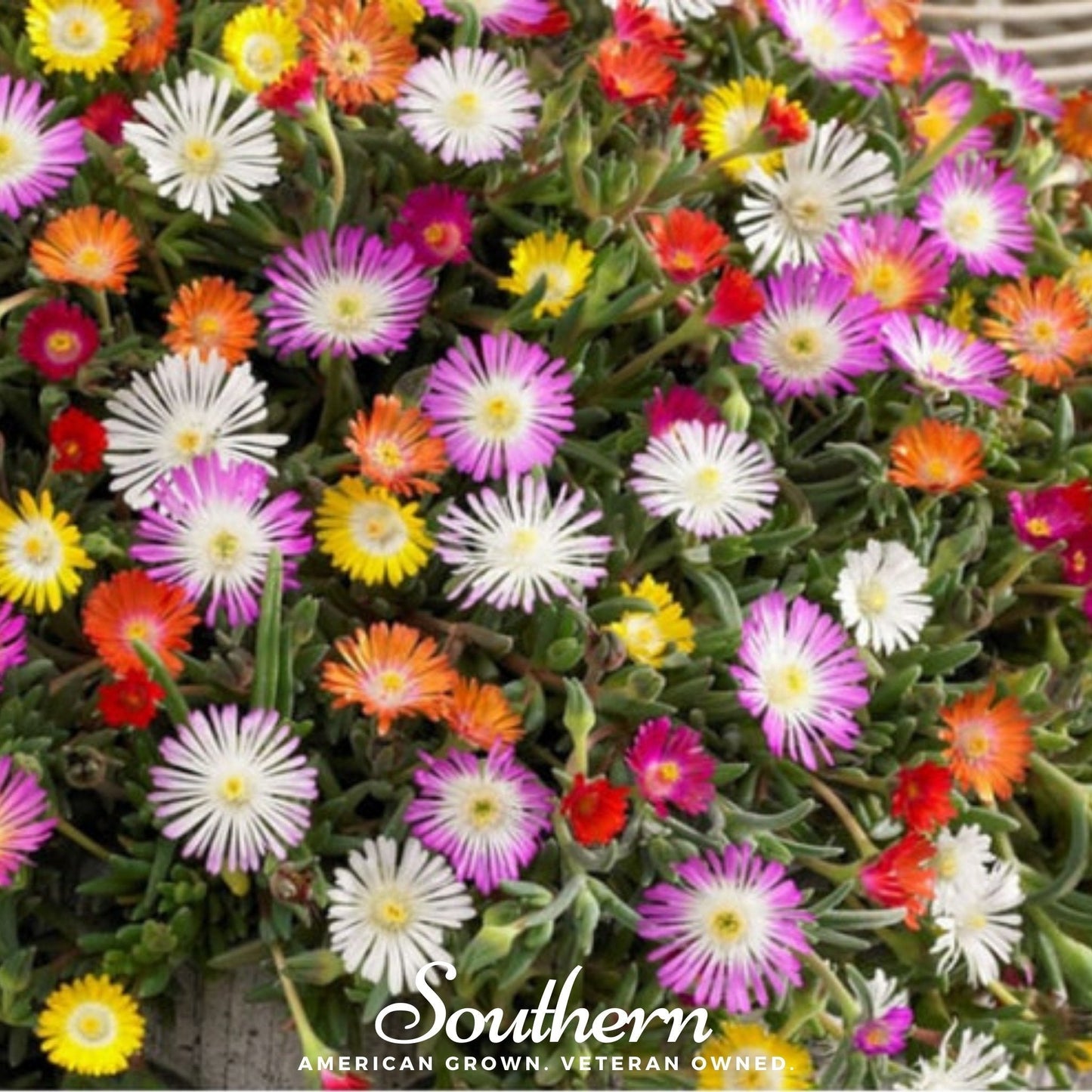 Ice Plant Mix with Mesembryanthemum Criniflorum seeds from Southern Seeds, showing colorful succulent leaves and vibrant flowers.