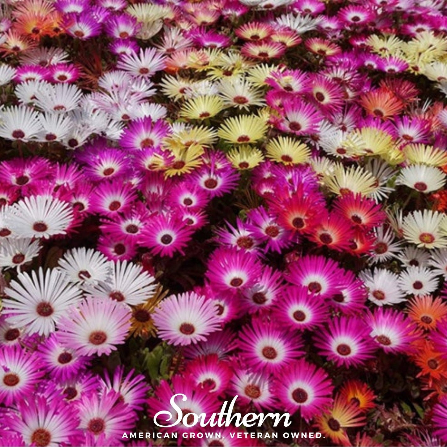 Ice Plant Mix with 200 seeds from Southern Seeds, showing vibrant succulent ice plants and seed packet for gardening.