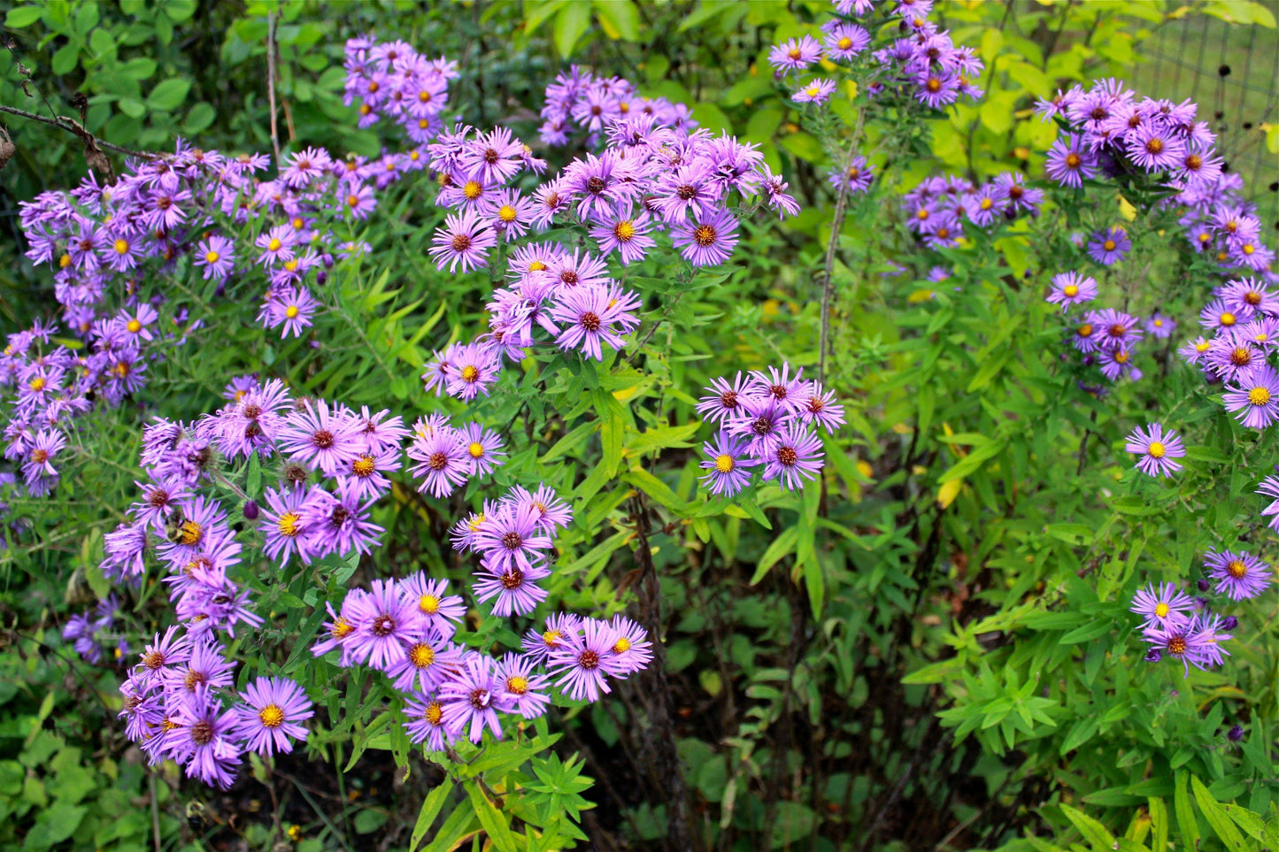 New England Aster Seeds - Native Fall Bloomer, Pollinator-Friendly, 100 Count