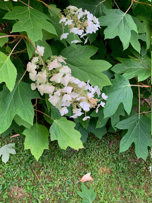 Oakleaf Hydrangea seeds from Steep Hill Garden, native flowering shrub with oak-shaped leaves, ideal for zones 5-9.