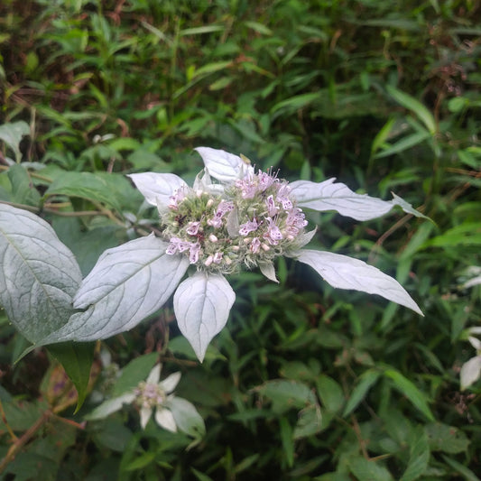 Mountain Mint live plant from Steep Hill Garden, native pollinator perennial with green foliage, suitable for zones 4-8.