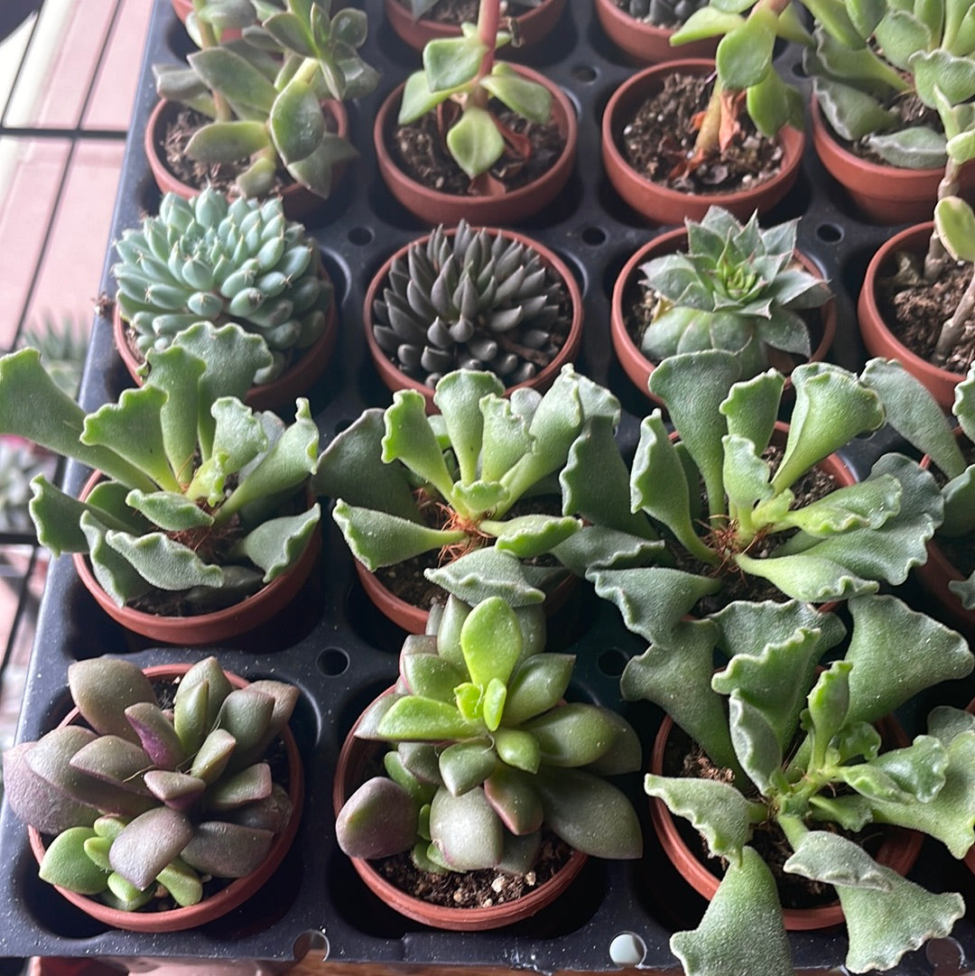 Lovehopegrow fairy garden succulent with small green plants arranged in a decorative garden setting
