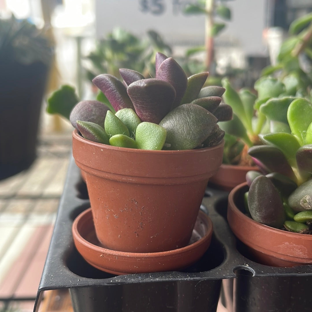 Lovehopegrow fairy garden succulent plants arranged in a decorative container, featuring vibrant, miniature succulent varieties.