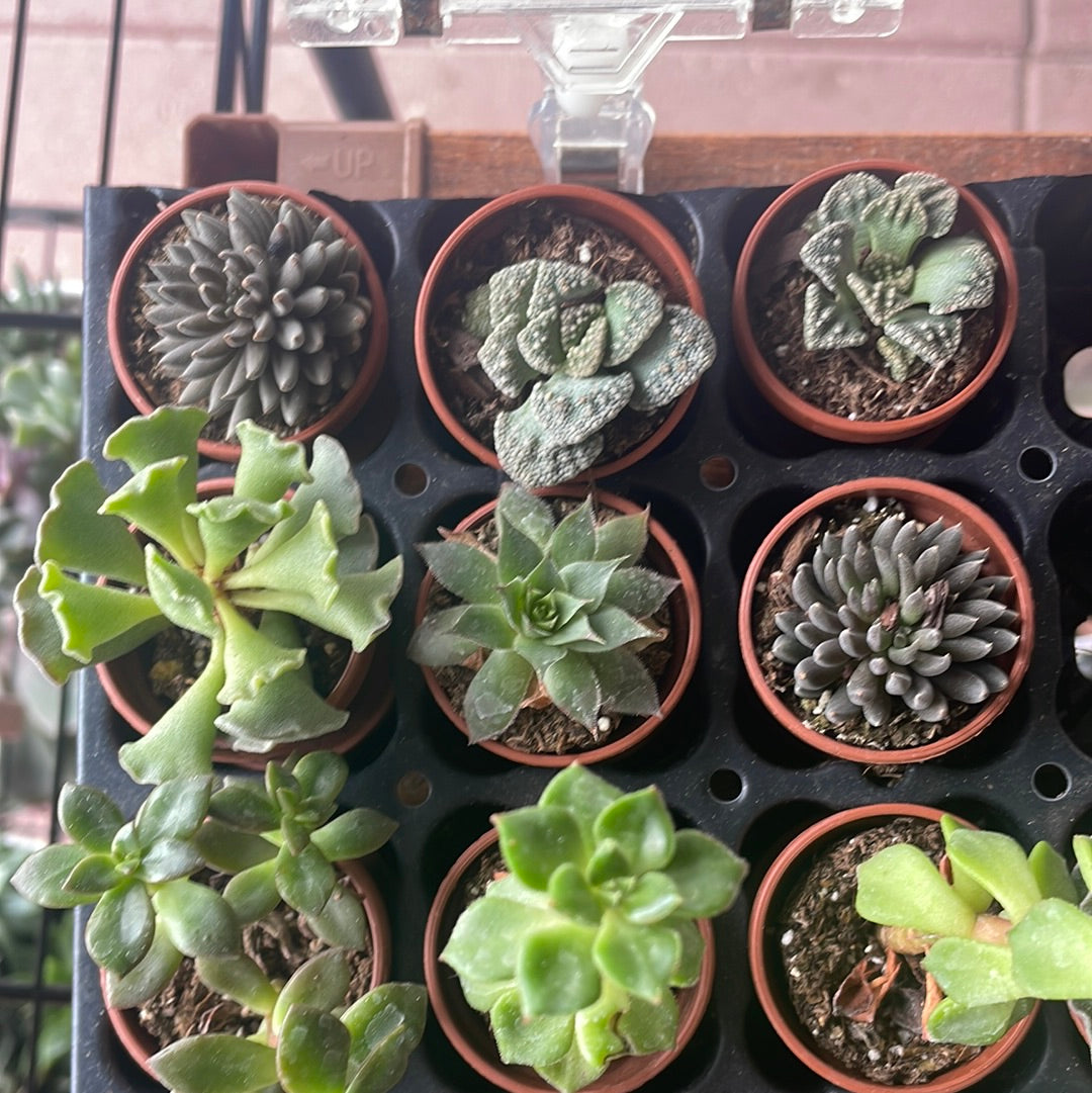 Lovehopegrow Fairy Garden Succulent plant with vibrant green, small leaves in a decorative garden setting.