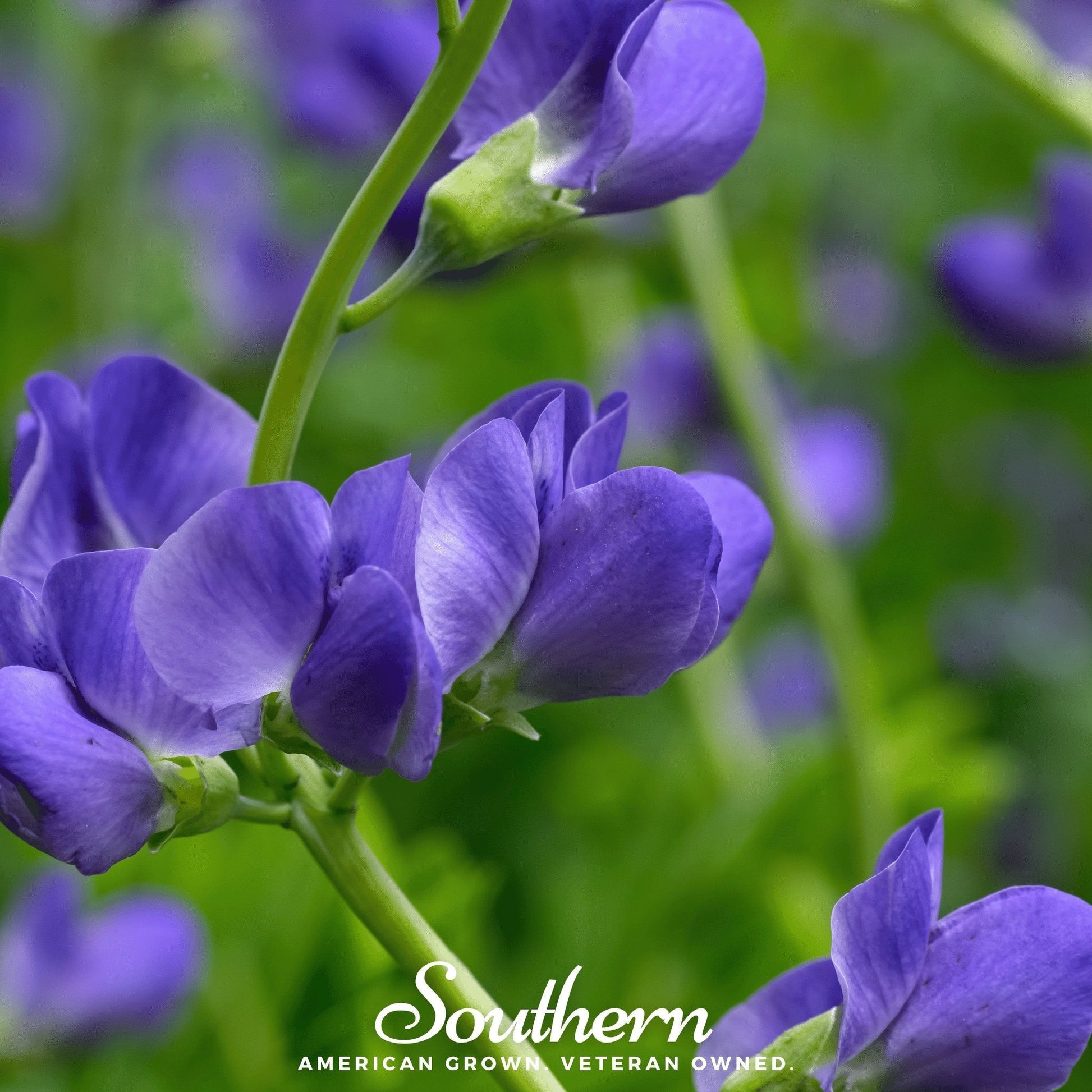 Wild Blue Indigo plant with blue flowers, 35 seeds from Southern Seeds, showing the Baptisia australis seed packet.