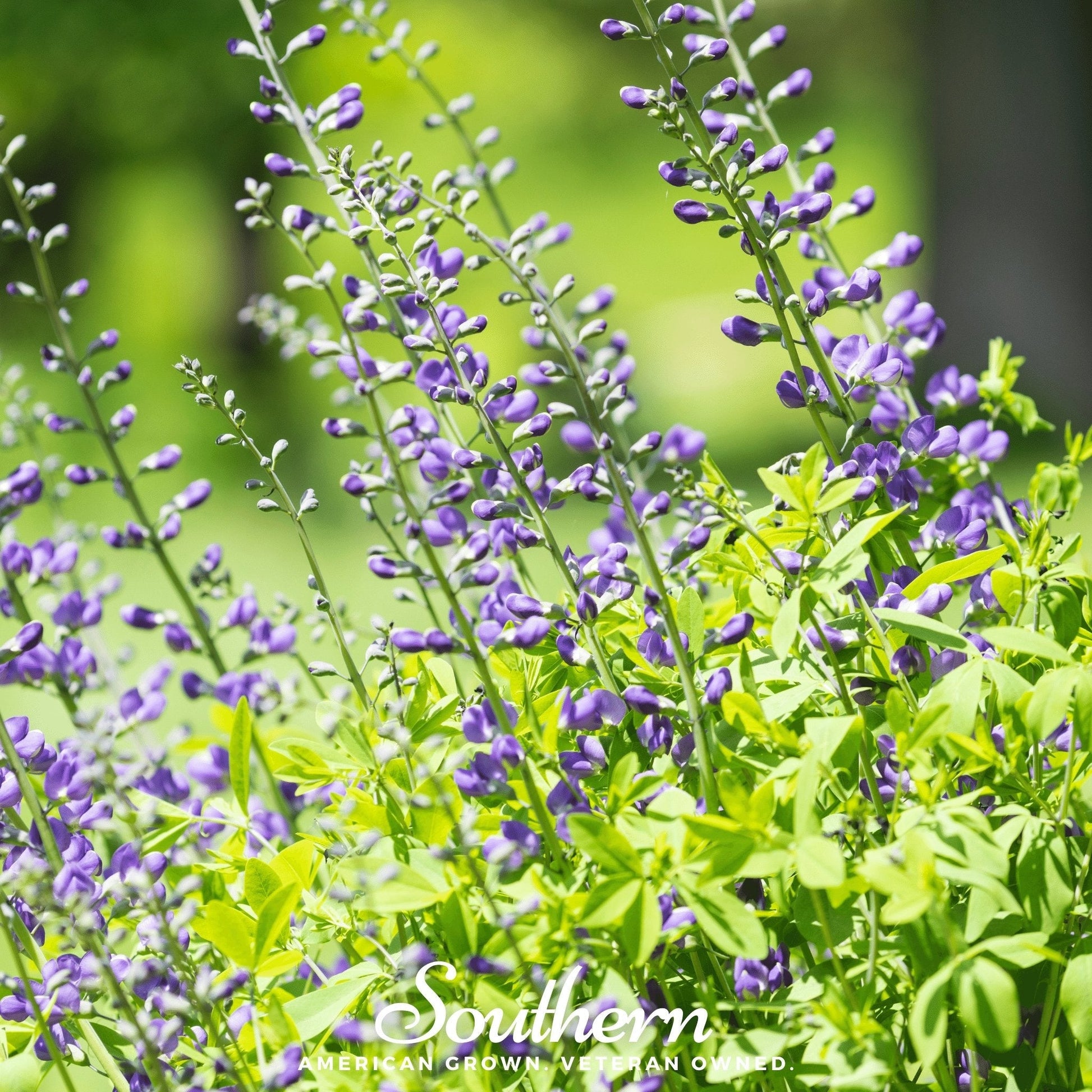 Wild Blue Indigo Baptisia australis seeds from Southern Seeds, showing 35 blue-blooming seed packets for planting.
