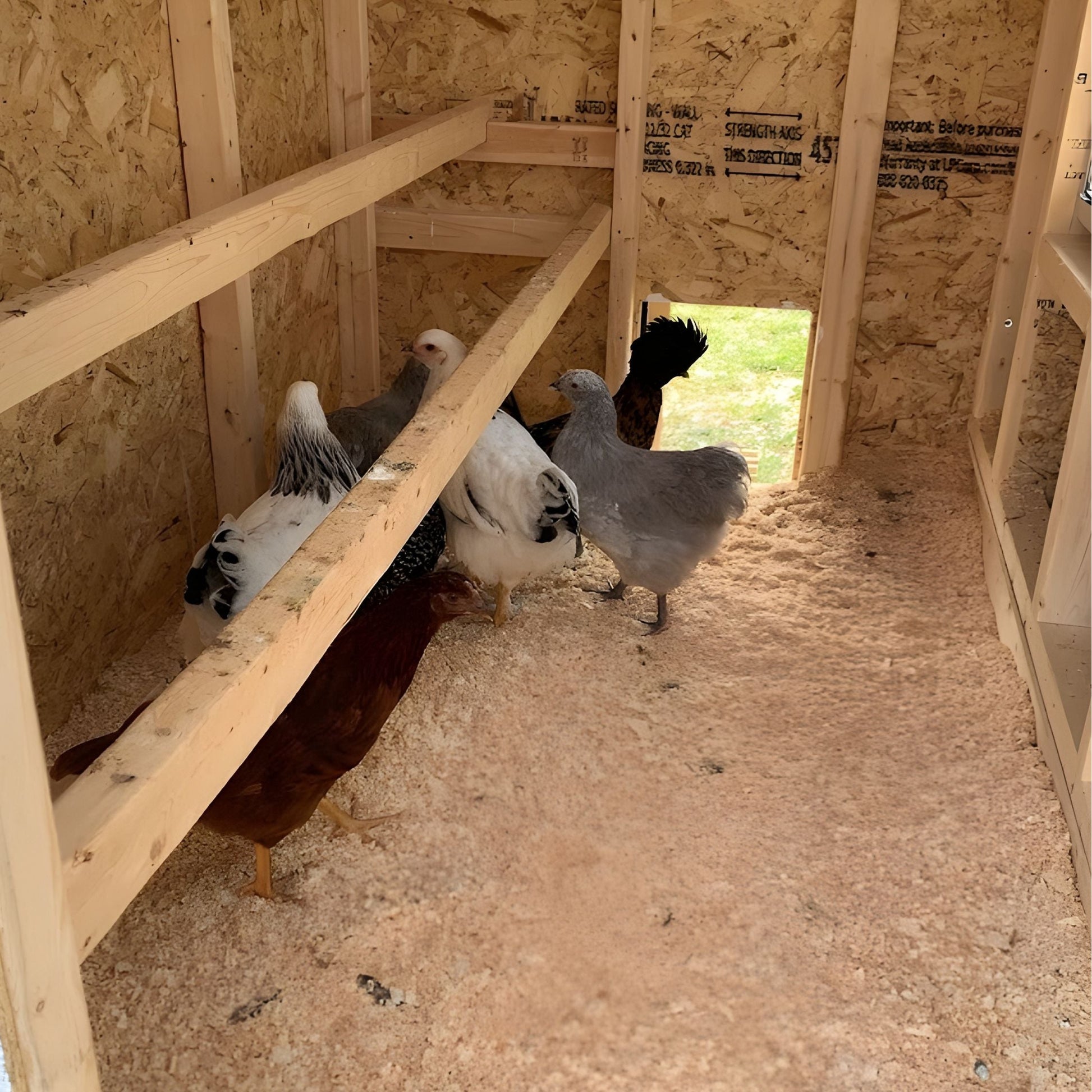 Inside view of the OverEZ medium chicken coop designed for up to 10 chickens, showing nesting boxes and interior space.
