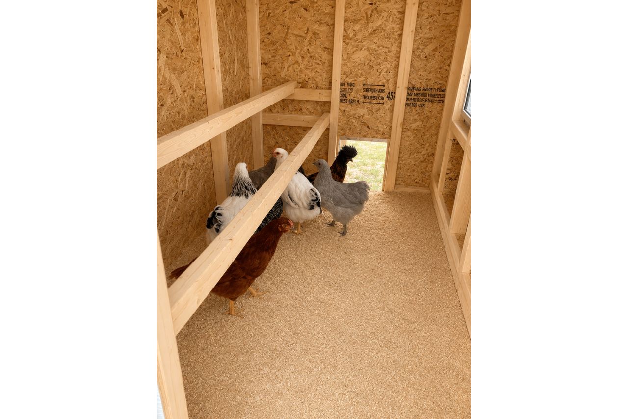 Inside view of the OverEZ large chicken coop with space for up to 15 chickens, showcasing nesting boxes and roosting areas.