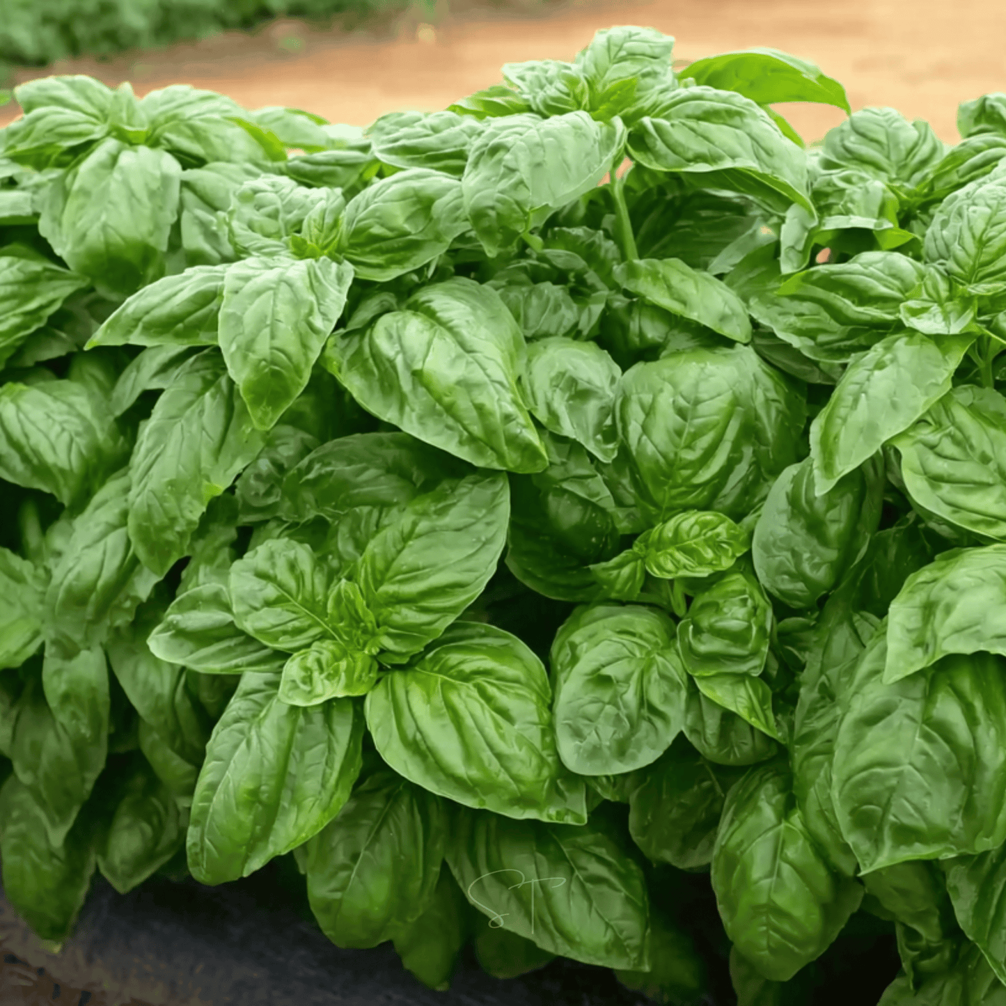 Packet of Southern Seeds Italian Large Leaf Basil seeds, showing vibrant green basil leaves on the seed packet.