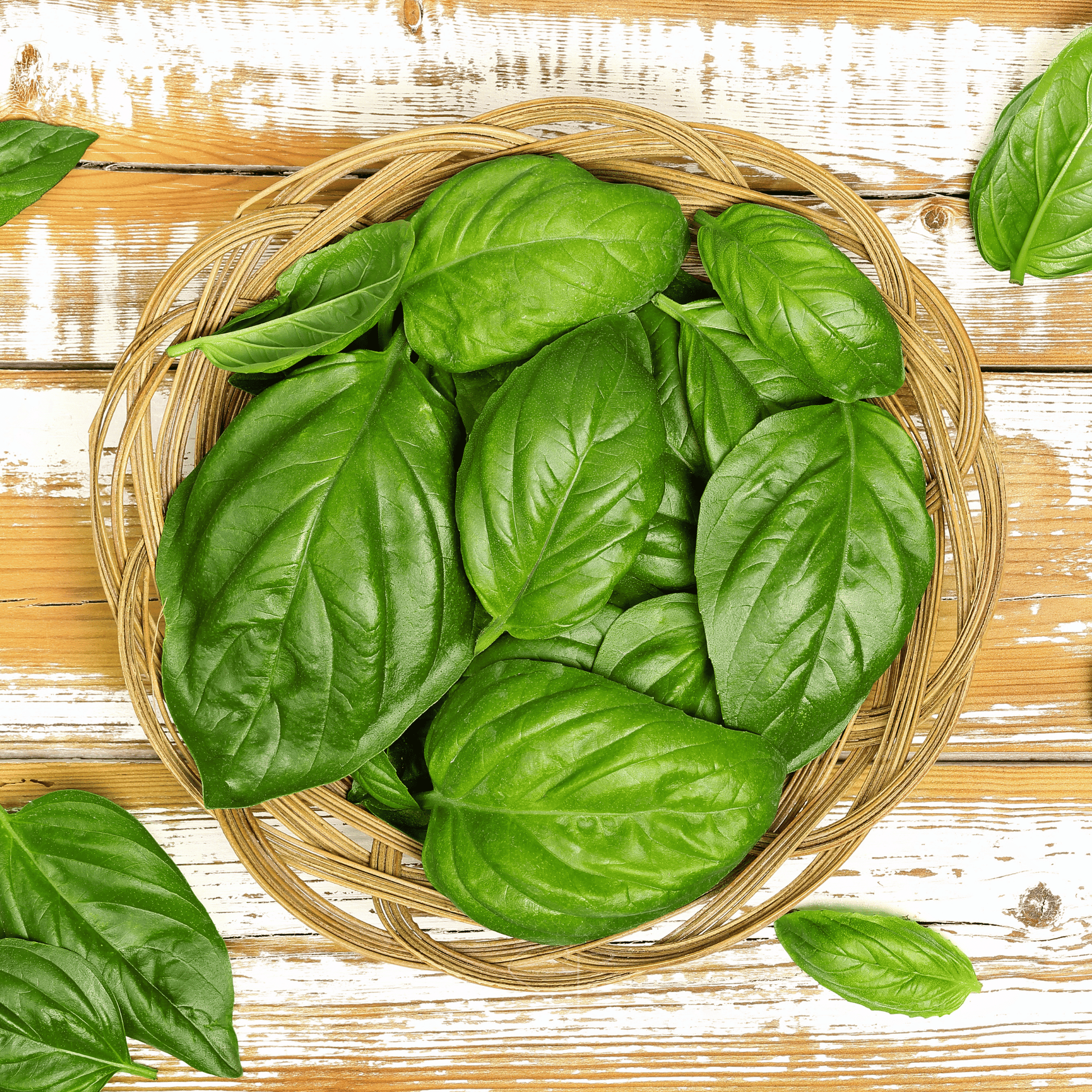 Packet of Southern Seeds Italian Large Leaf Basil seeds showing a vibrant, green basil plant with large leaves.