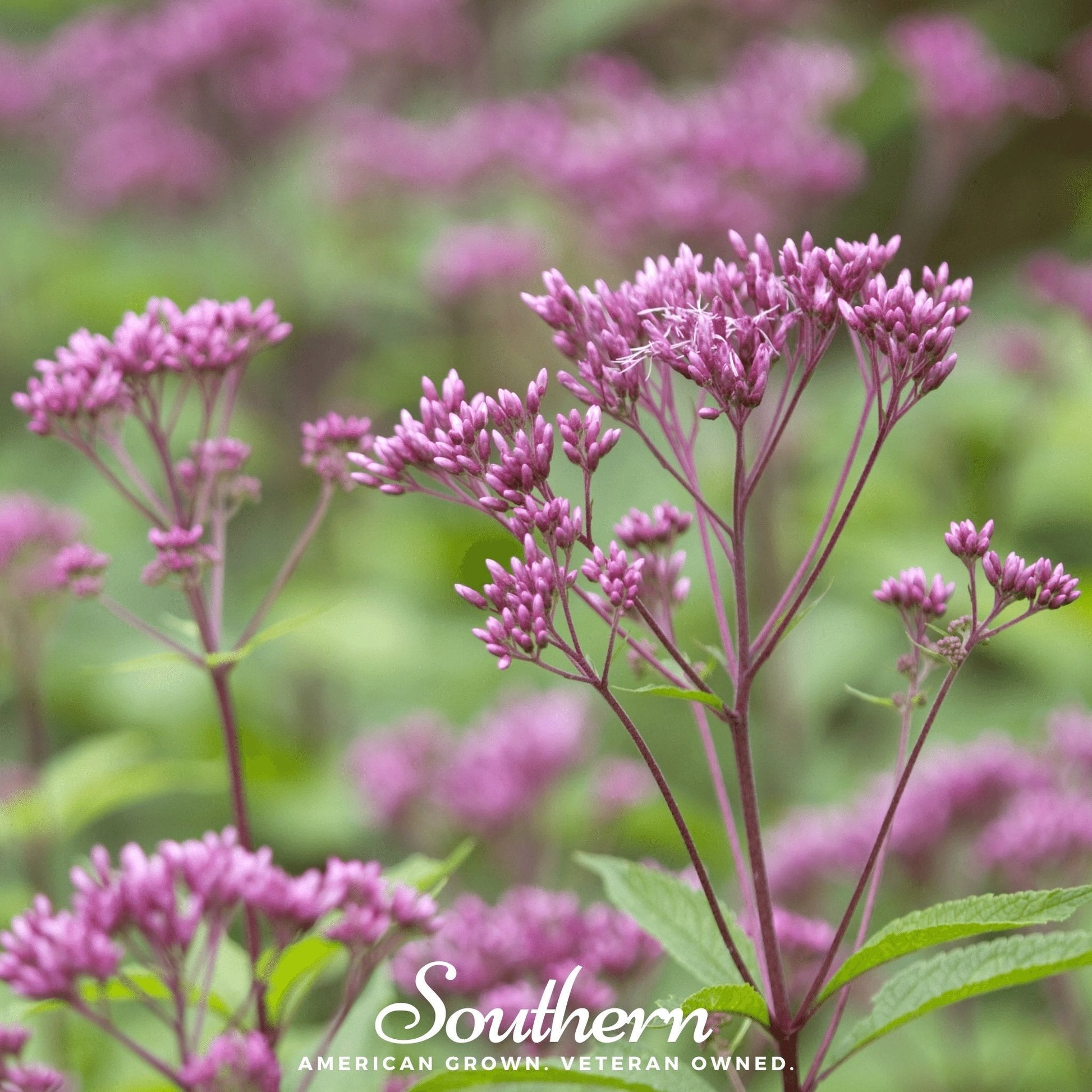 Sweet Joe Pye Weed plant with tall clusters of pinkish flowers, 100 seeds from Southern Seeds.