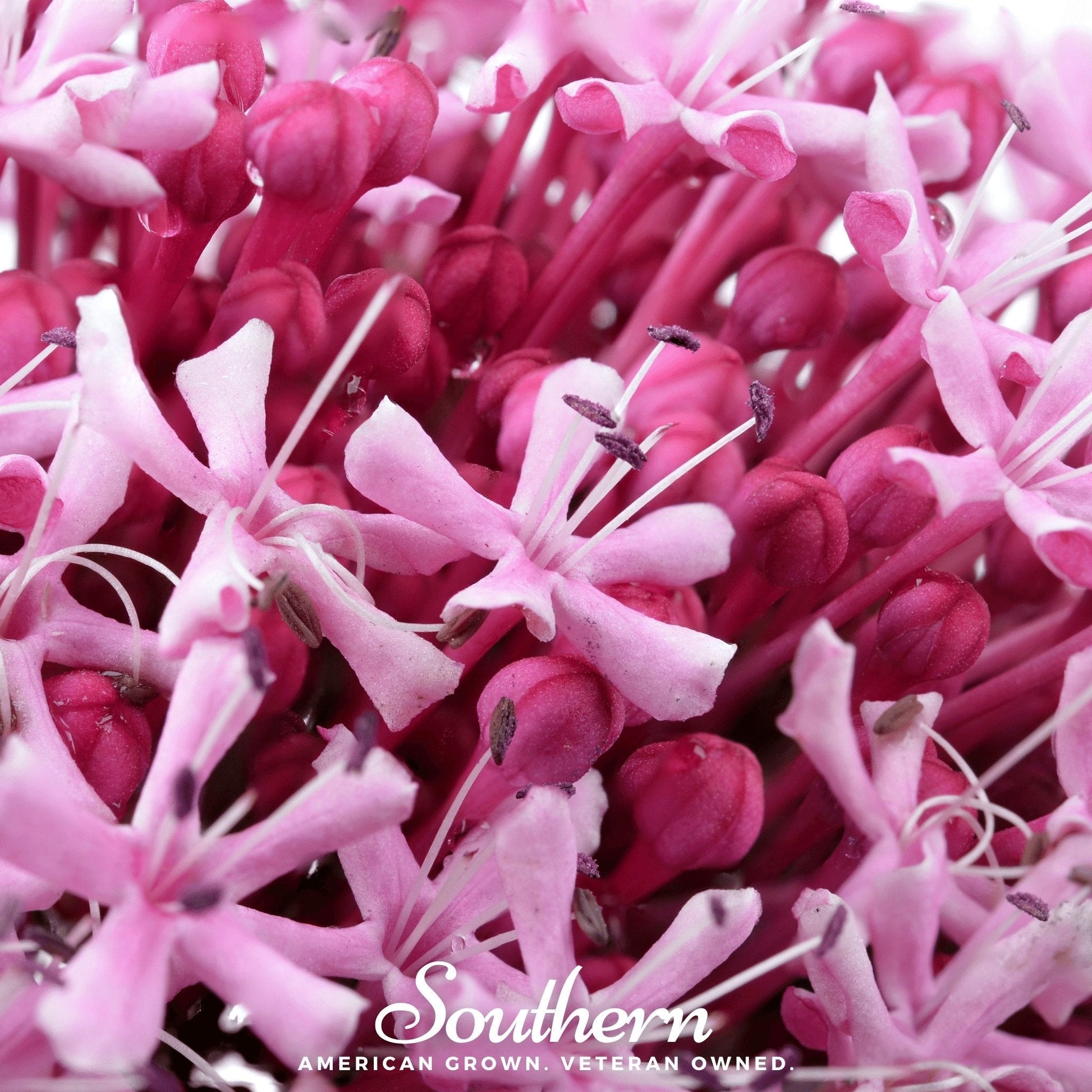 Sweet Joe Pye Weed plant with tall stems and clusters of pinkish flowers, from Southern Seeds' 100 seed packet.