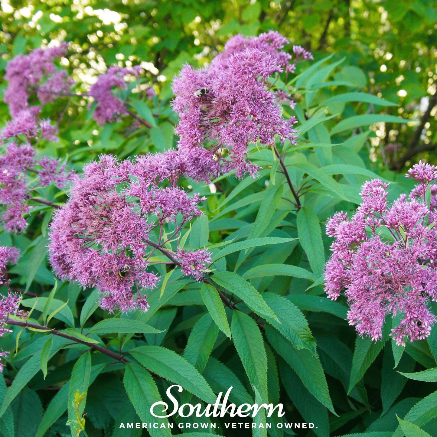 Sweet Joe Pye Weed plant with tall clusters of pink flowers, 100 seeds from Southern Seeds, ideal for native garden planting.