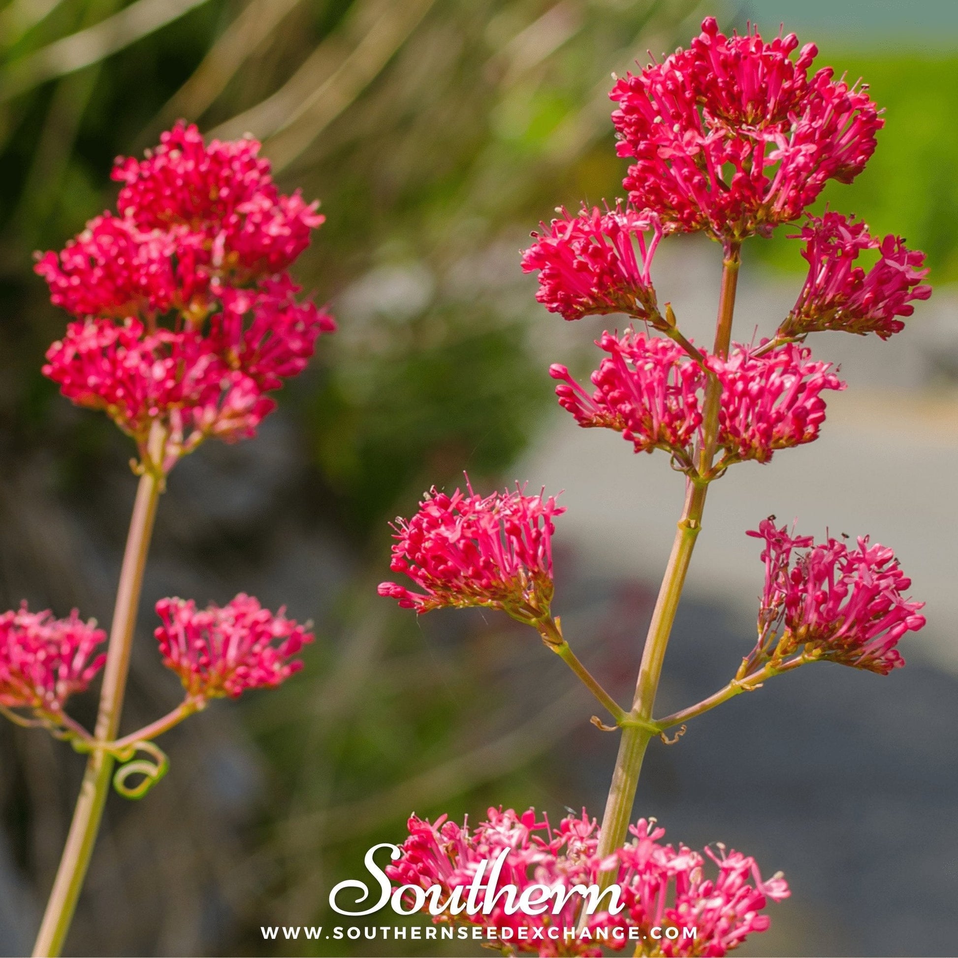 Close-up of Jupiter’s Beard Red Valerian seeds from Southern Seeds, showing small reddish seeds on a white background.