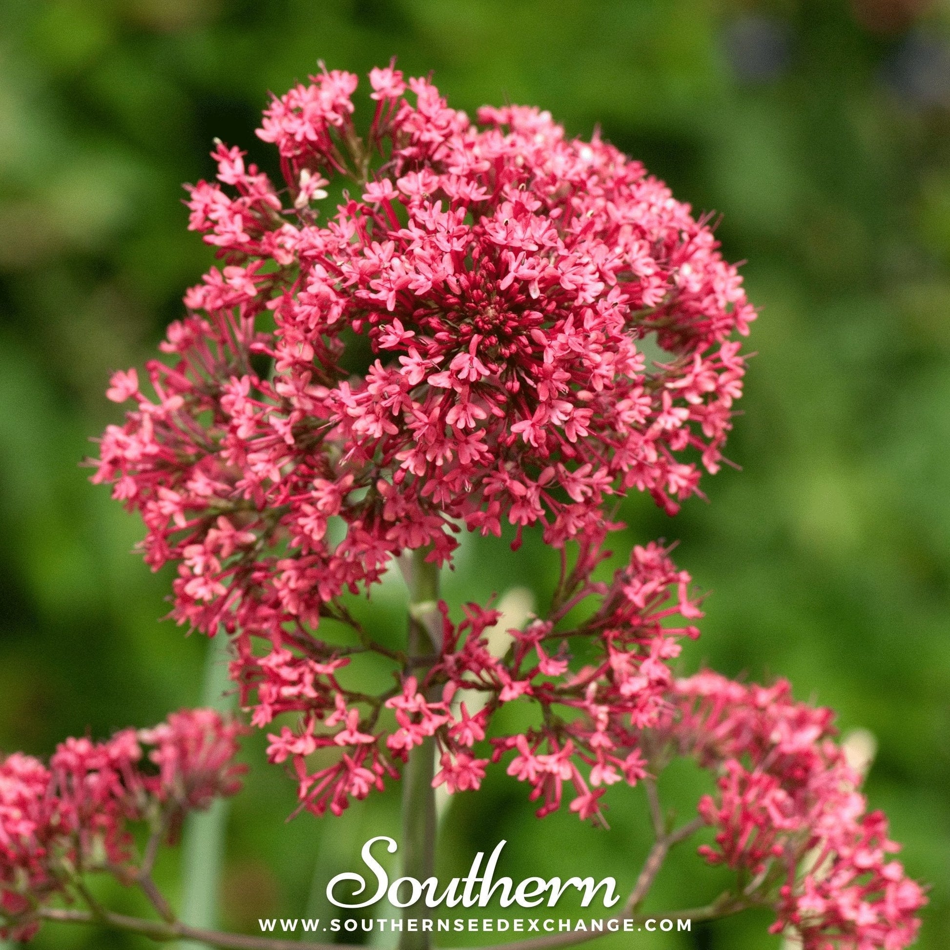 Red Valerian Jupiter’s Beard seeds by Southern Seeds, showing vibrant seed packets for planting and gardening.