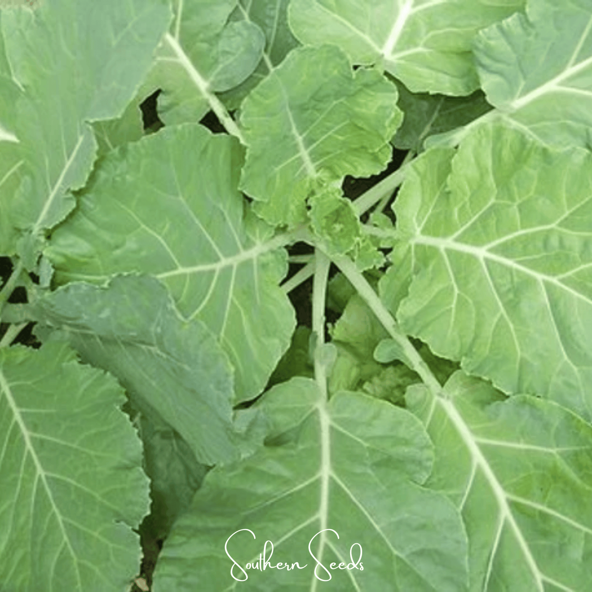 Premier Kale seeds from Southern Seeds, showing fresh green kale leaves and seed packet for home gardening.