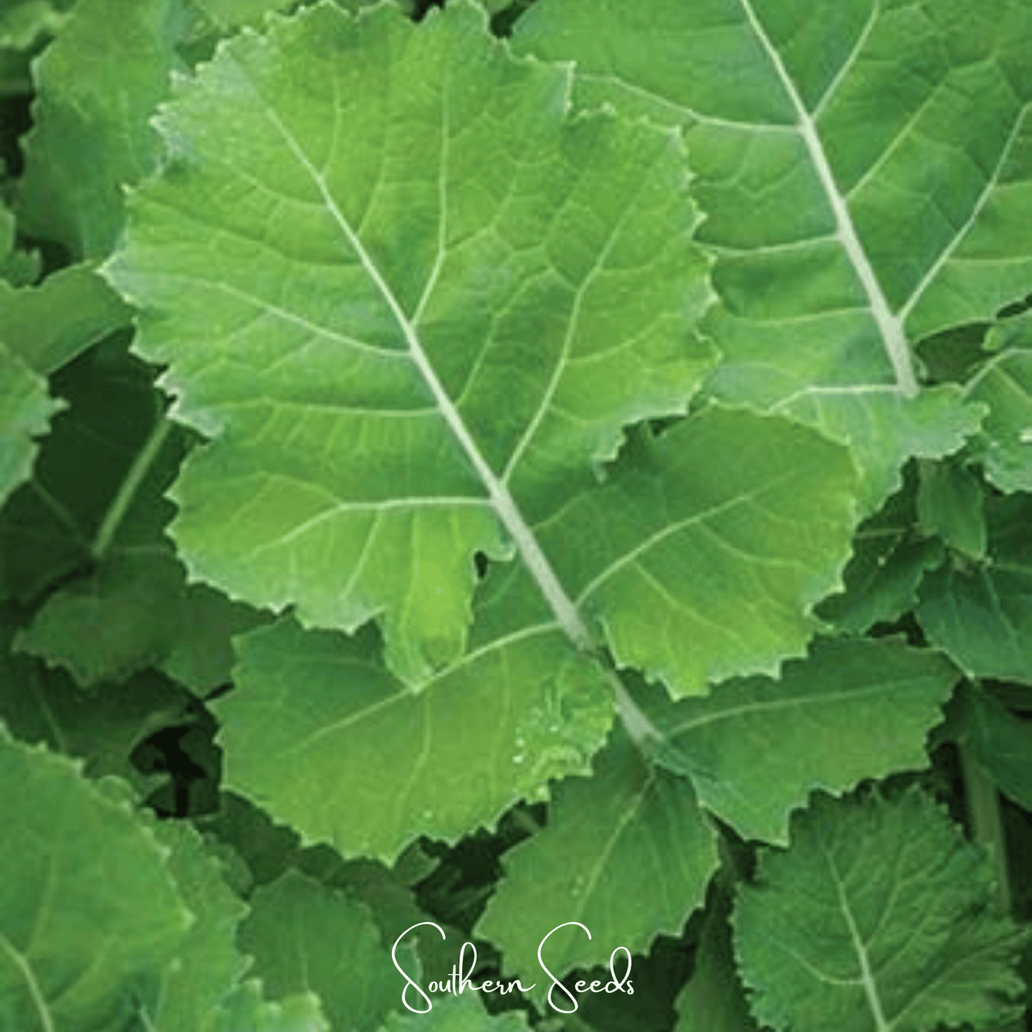 Premier Kale seeds from Southern Seeds, showing fresh green kale leaves and seed packets for home gardening.