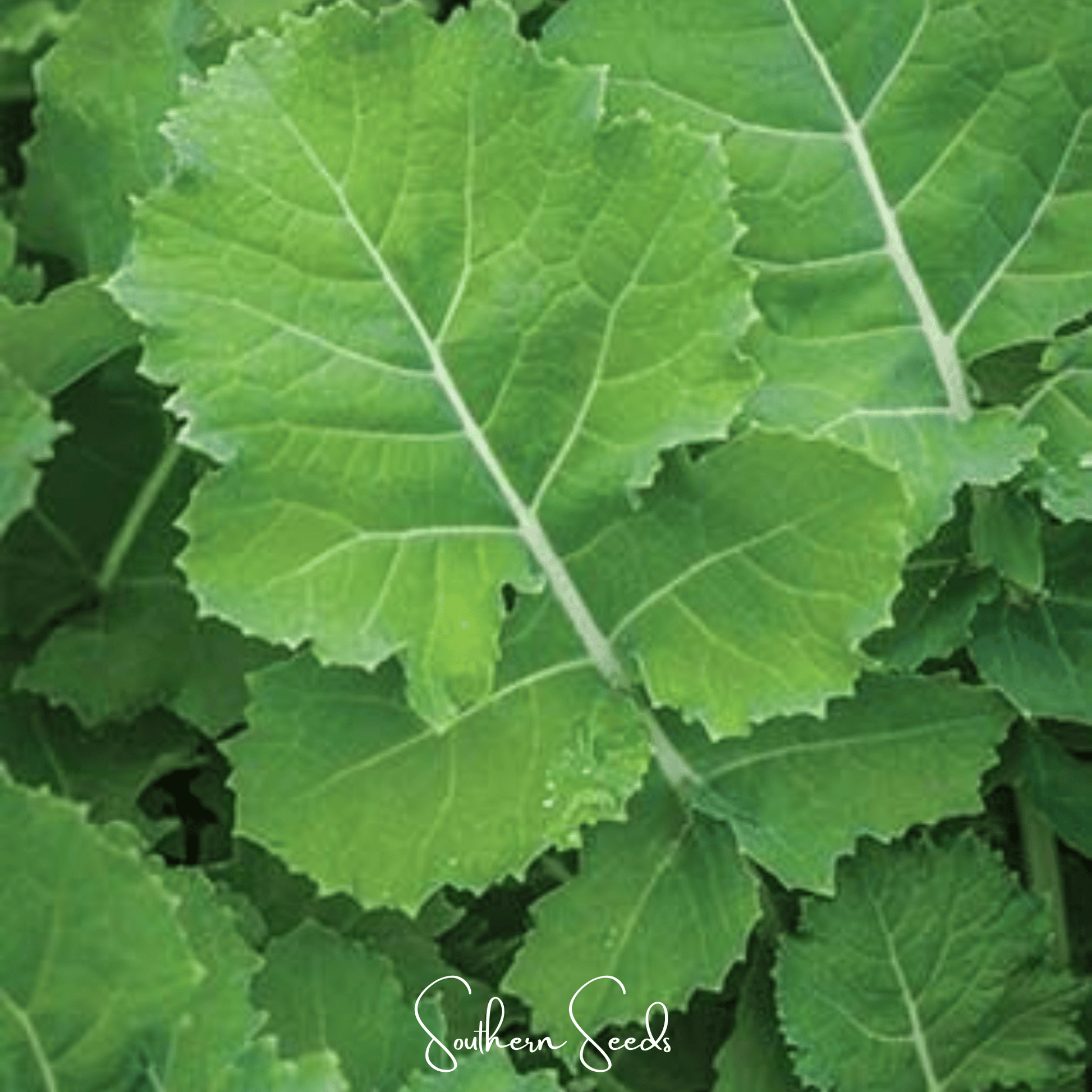 Premier Kale seeds from Southern Seeds, showing fresh green kale leaves and seed packets for home gardening.