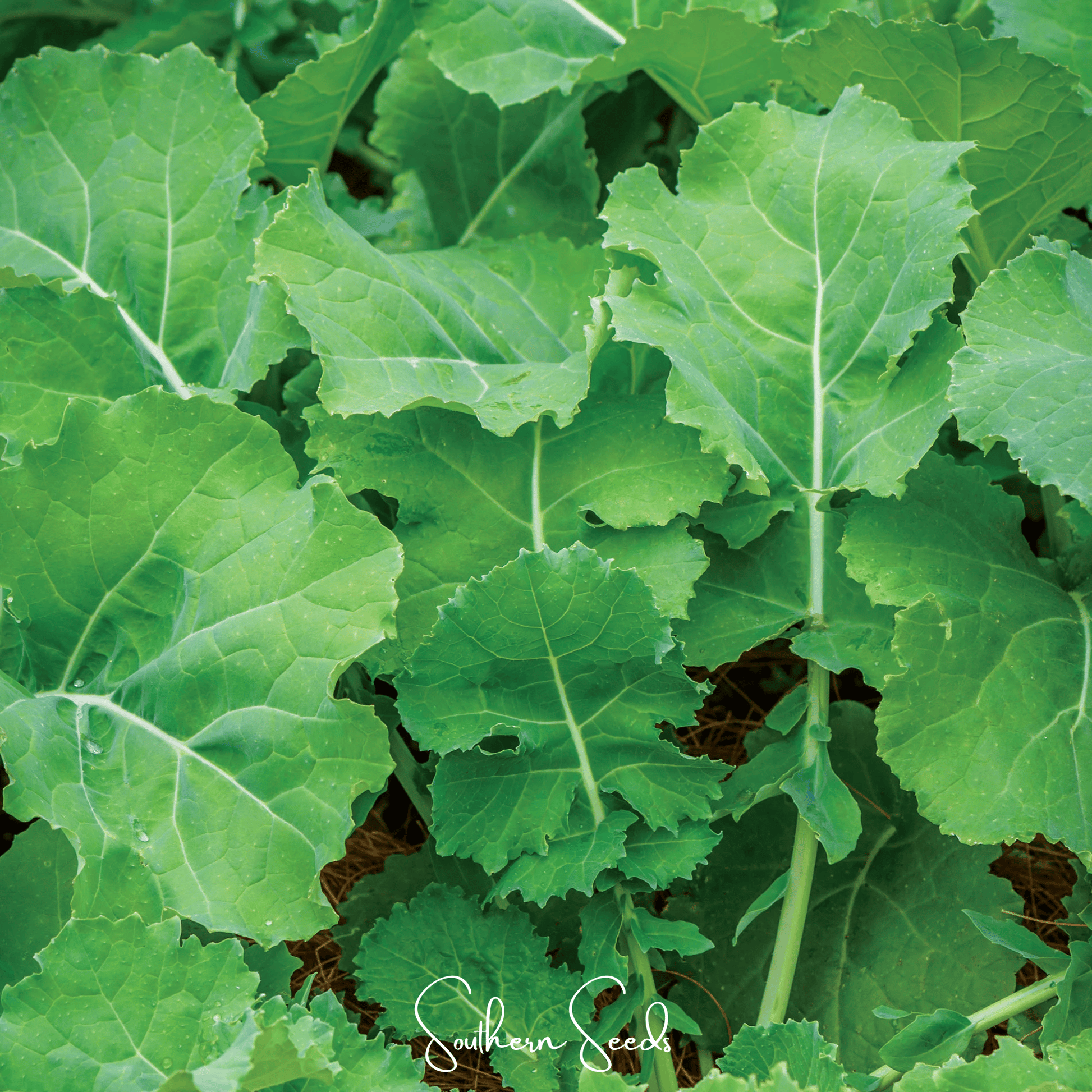 Premier Kale seeds from Southern Seeds, fresh brassica oleracea, showing vibrant green kale leaves and seed packets.