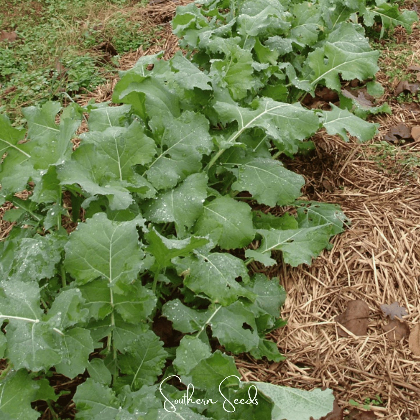 Premier Kale seeds from Southern Seeds, 250-pack, showing vibrant green kale leaves and seed packet for gardening.