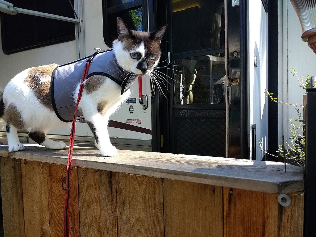 Pink Kitty Holster cat harness by Crazy K Farm Pet and Poultry, made in the USA, featuring adjustable straps for a comfortable fit.