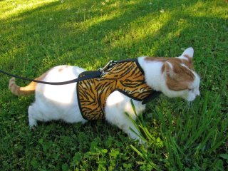 Pink Crazy K Farm Pet and Poultry Kitty Holster cat harness with adjustable straps, made in the USA, suited for small cats.