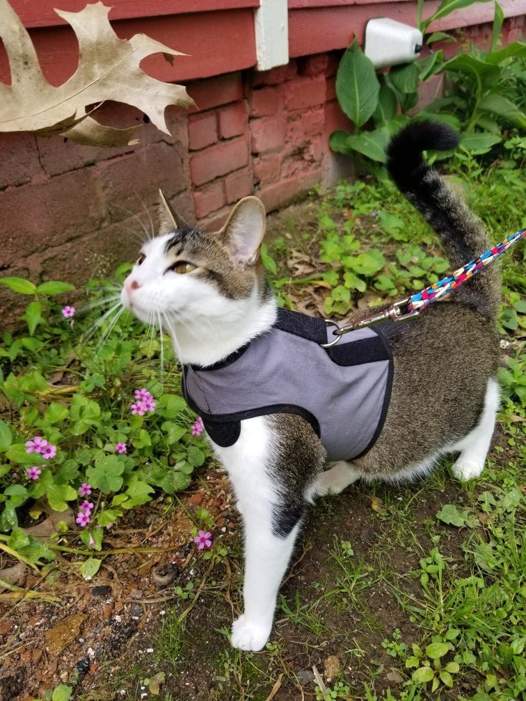 Pink Kitty Holster Cat Harness by Crazy K Farm Pet and Poultry, made in the USA, shown on a small tabby cat.