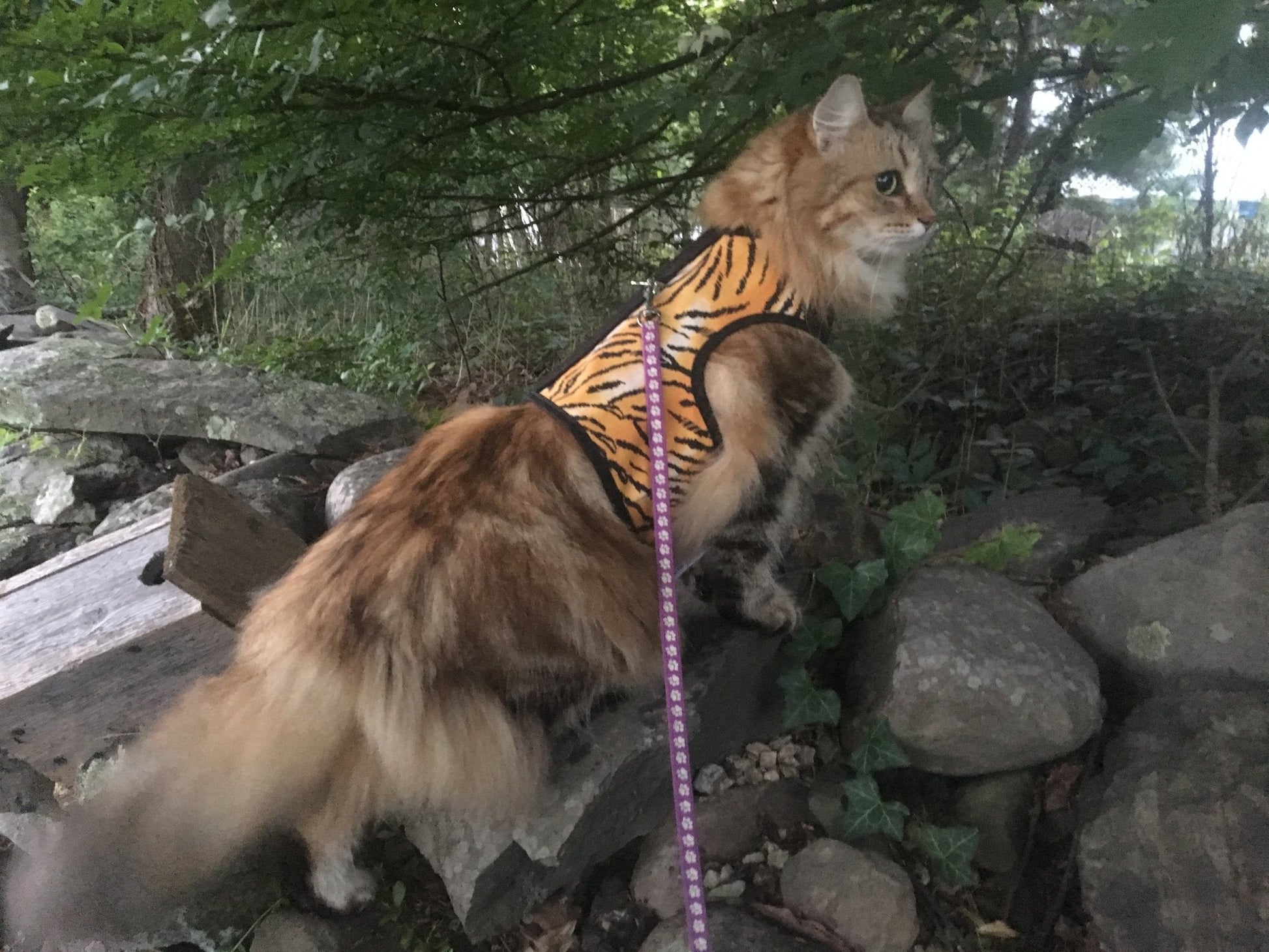 Pink Kitty Holster Cat Harness by Crazy K Farm Pet and Poultry, made in the USA, with adjustable straps and secure fastening.