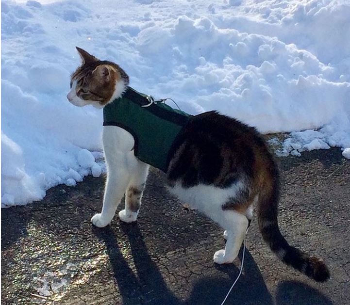 Red Kitty Holster cat harness by Crazy K Farm Pet and Poultry, made in the USA, shown on a gray cat with adjustable straps.