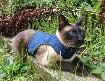 Pink Kitty Holster cat harness by Crazy K Farm Pet and Poultry, made in the USA, featuring adjustable straps and secure fastening.