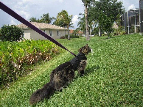 Pink Kitty Holster cat harness by Crazy K Farm Pet and Poultry, made in the USA, shown on a small cat.