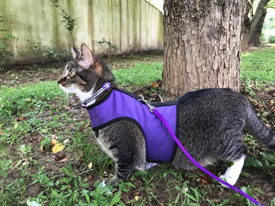 Pink Kitty Holster cat harness by Crazy K Farm Pet and Poultry, made in USA, featuring adjustable straps and secure fit for cats.