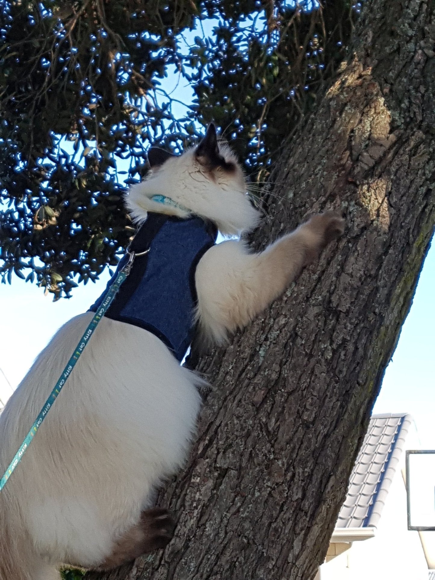 Gray Kitty Holster cat harness by Crazy K Farm Pet and Poultry, made in the USA, with adjustable straps and secure fit for pets.
