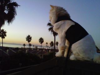 Pink Kitty Holster cat harness by Crazy K Farm Pet and Poultry, made in the USA, shown on a cute tabby cat.