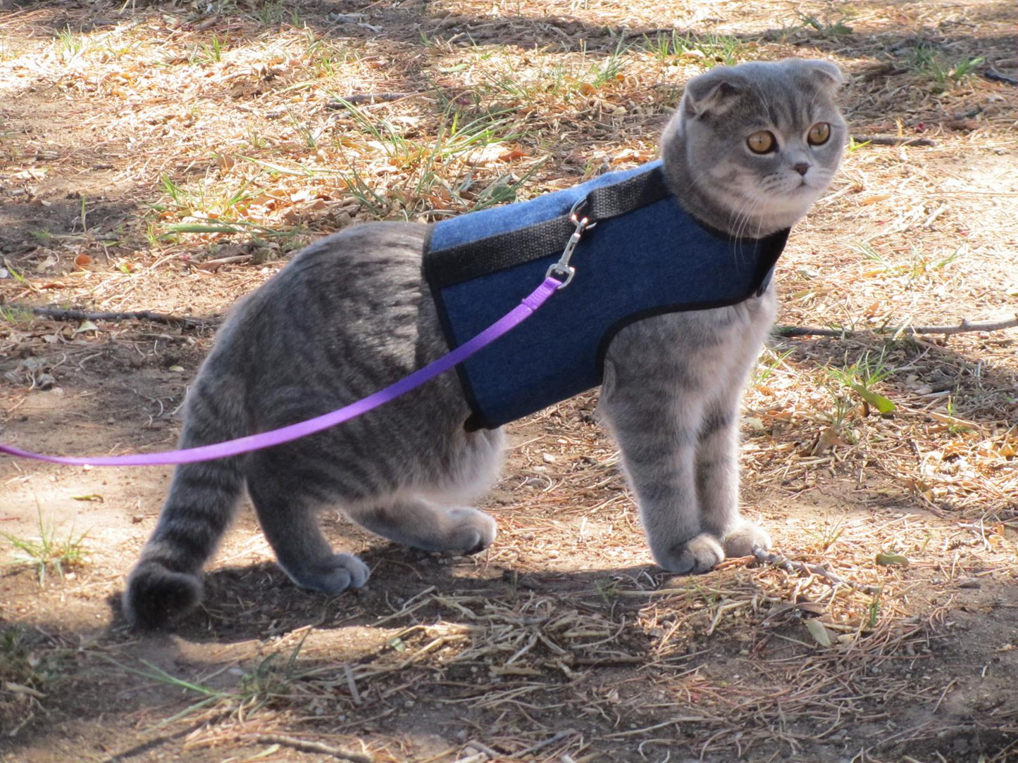 Bright pink Kitty Holster cat harness by Crazy K Farm Pet and Poultry, made in USA, secured around a small tabby cat.