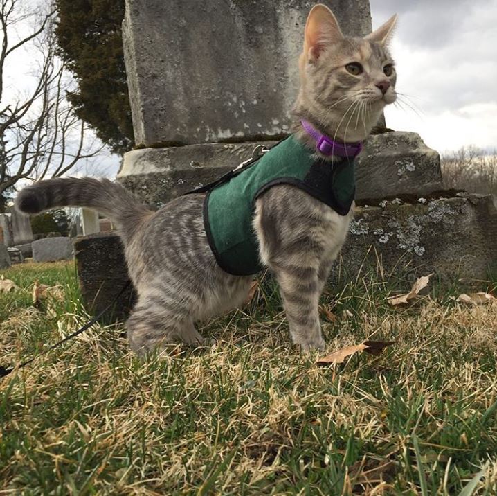 Cute gray Kitty Holster cat harness by Crazy K Farm Pet and Poultry, made in the USA, with adjustable straps and secure fit.