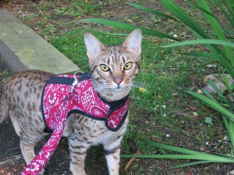 Gray Kitty Holster cat harness by Crazy K Farm Pet and Poultry, made in the USA, with adjustable straps and secure fit.