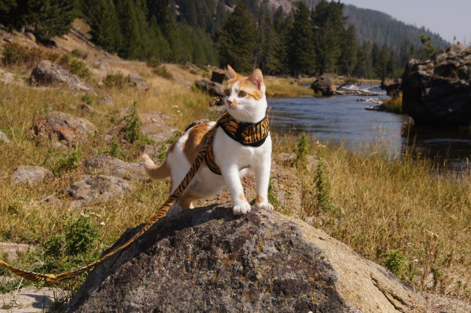 Cute kitten wearing Crazy K Farm Pet and Poultry Kitty Holster cat harness made in the USA, featuring adjustable straps and soft material.