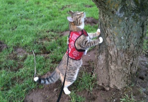 Pink Kitty Holster cat harness by Crazy K Farm Pet and Poultry, made in USA, shown on a small domestic cat for secure outdoor walks.