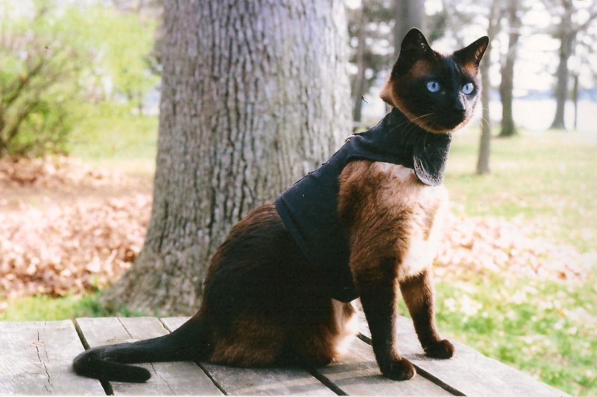 Pink Kitty Holster cat harness by Crazy K Farm Pet and Poultry, made in the USA, with adjustable straps and secure fit.