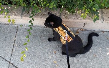 Gray Kitty Holster cat harness by Crazy K Farm Pet and Poultry, made in the USA, shown on a small tabby cat.