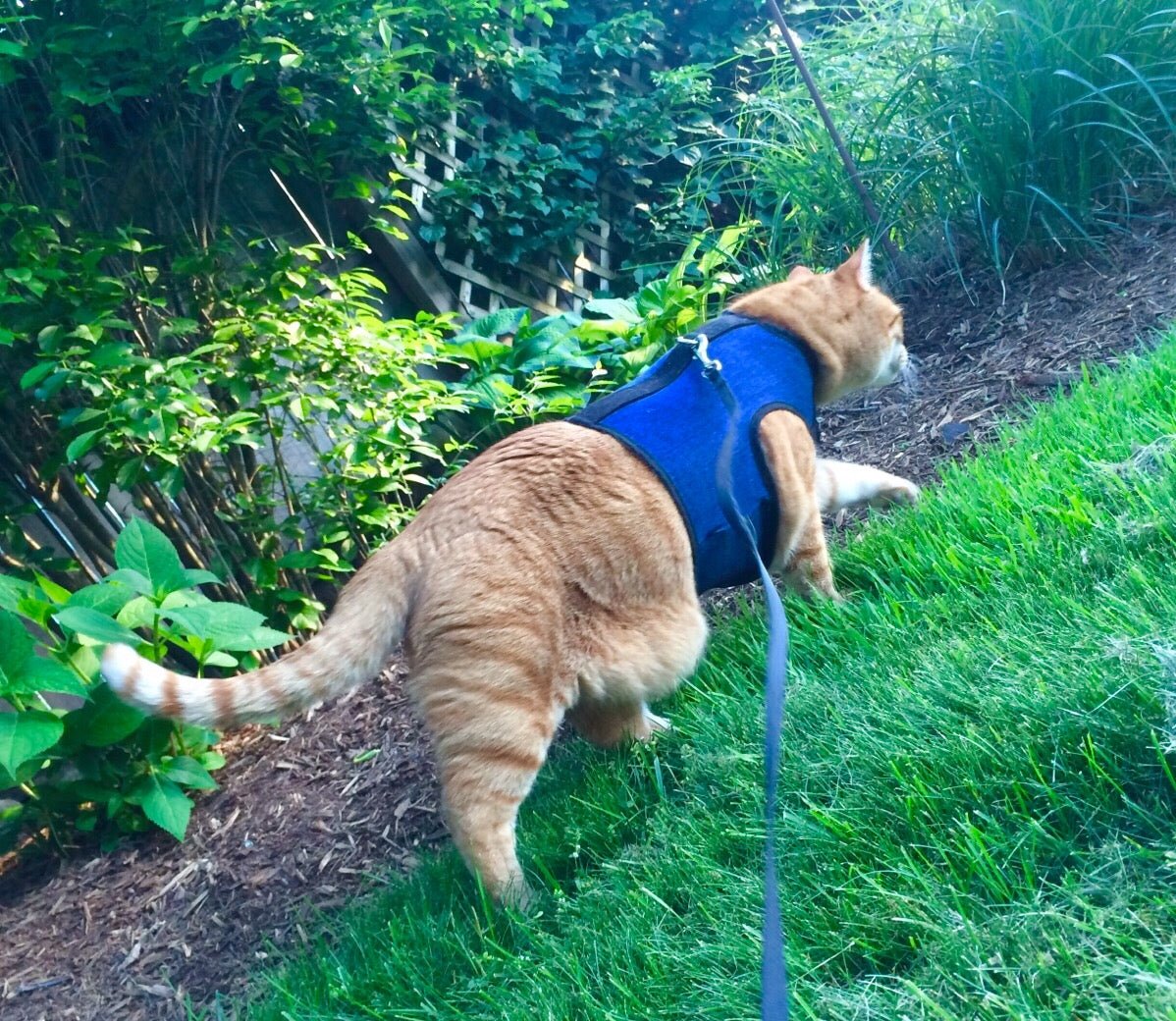 Black Kitty Holster cat harness by Crazy K Farm Pet and Poultry, made in the USA, featuring adjustable straps and a secure fit for cats.